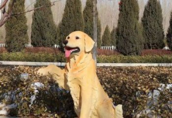 室內(nèi)哈巴狗雕塑，拉絲海洋雕塑，抽象效果